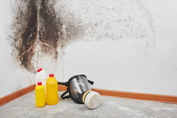 Best Same-Day Mold Removal  in Kaufman, TX