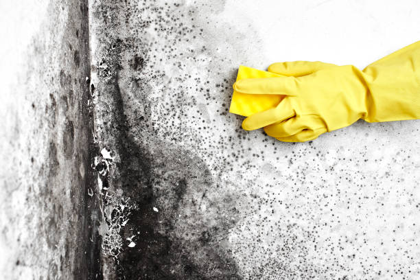 Best Attic Mold Removal  in Kaufman, TX