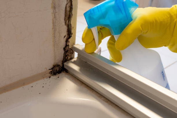 Trusted Kaufman, TX Mold Removal Experts