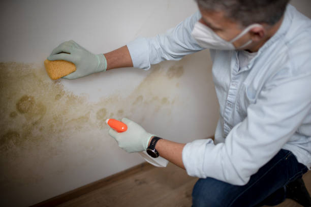 Best Residential Mold Removal  in Kaufman, TX