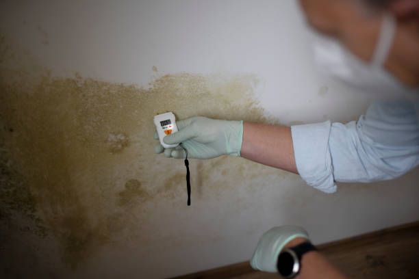 Best Residential Mold Removal  in Kaufman, TX