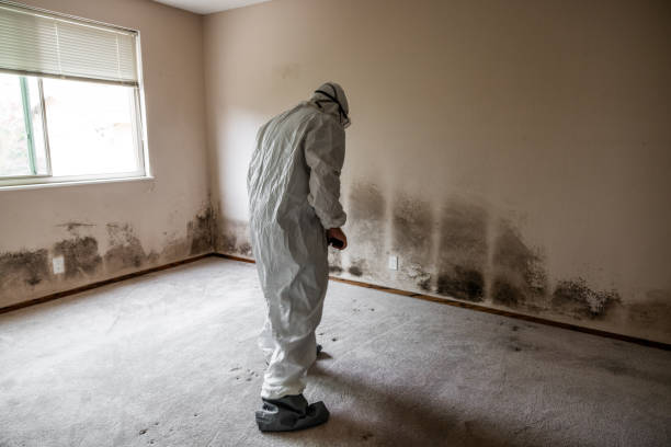 Mold Testing and Removal in Kaufman, TX