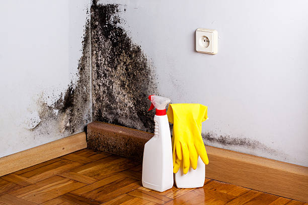 Mold Removal Process in Kaufman, TX