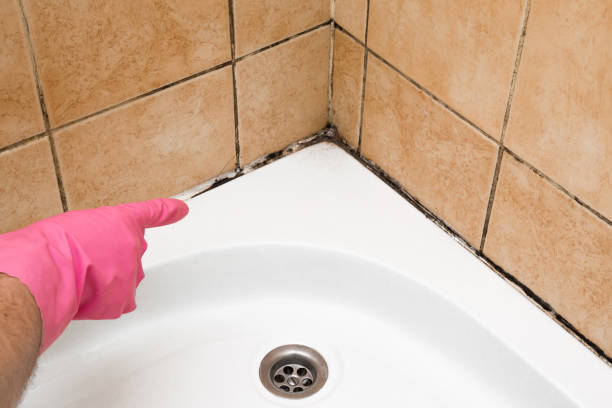 Mold Removal and Inspection in Kaufman, TX